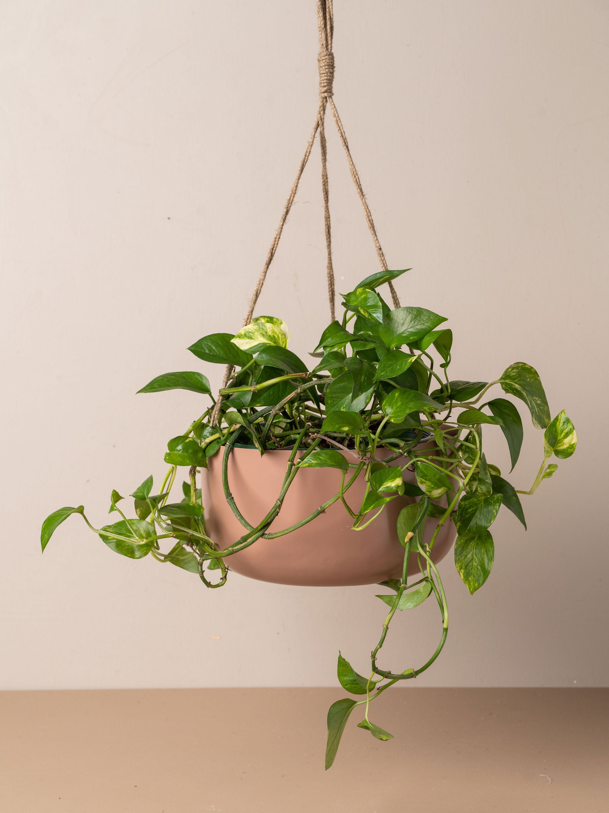 Yaamur Metal Hanging Planter - Guava - - - Saardé - Saardé.