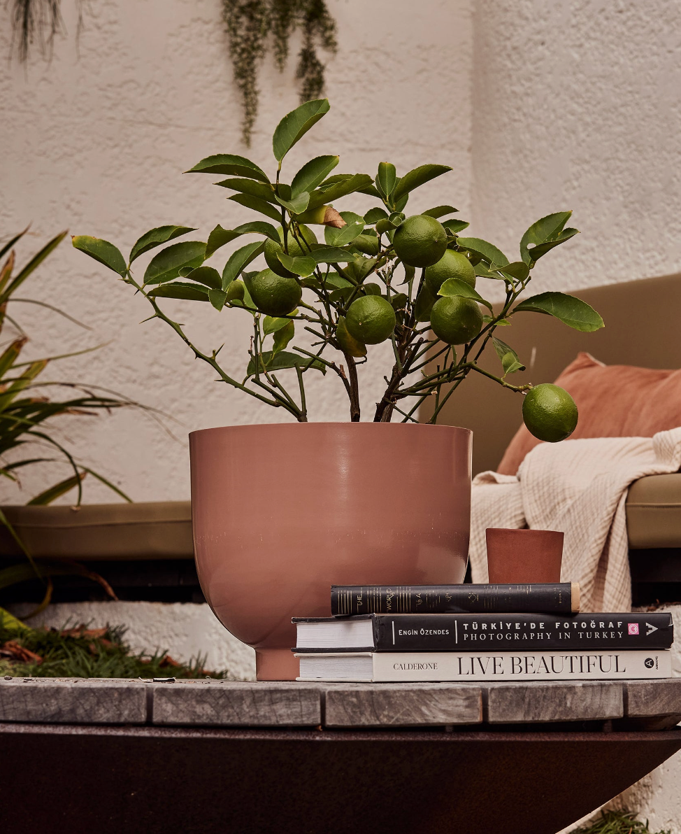 Yaamur Planter Collection - Guava - - - Saardé - Saardé.
