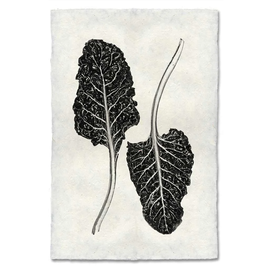 Print - Swiss Chard - - - Barloga Studios - Saardé.