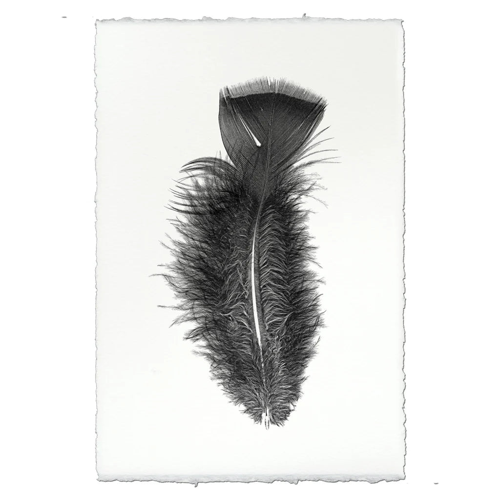 Print | Feather Study 