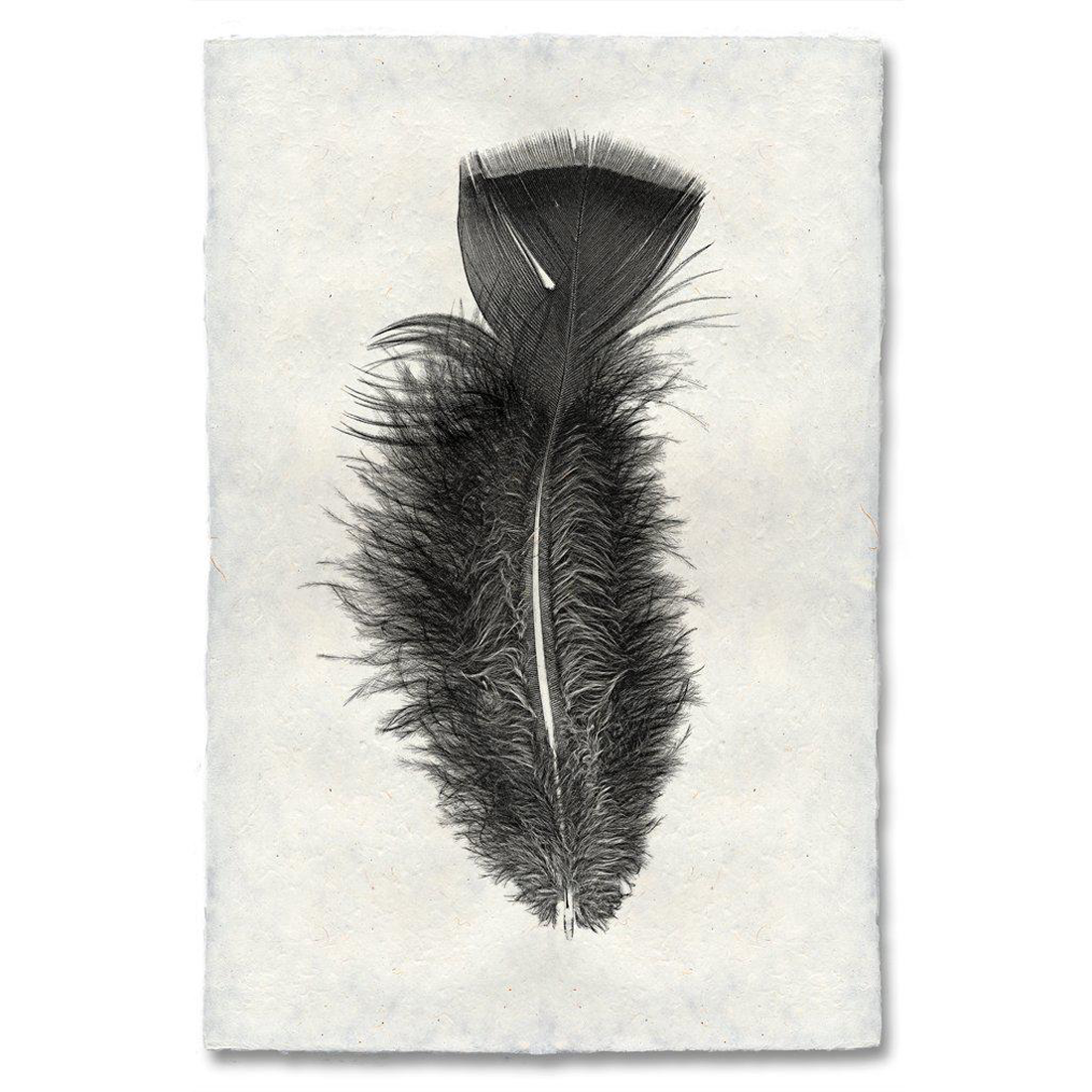 Print | Feather Study 