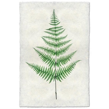 Print | Fern 